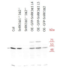 SnRK1alpha1 | SNF1-related protein kinase catalytic subunit alpha KIN10 in the group Antibodies Plant/Algal  / Developmental Biology / Signal transduction at Agrisera AB (Antibodies for research) (AS21 4581)